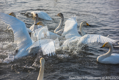 Image of Fighting white whooping swans