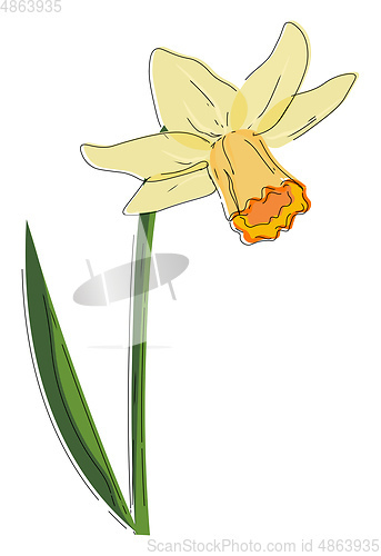 Image of Beautiful narcissus flower vector or color illustration