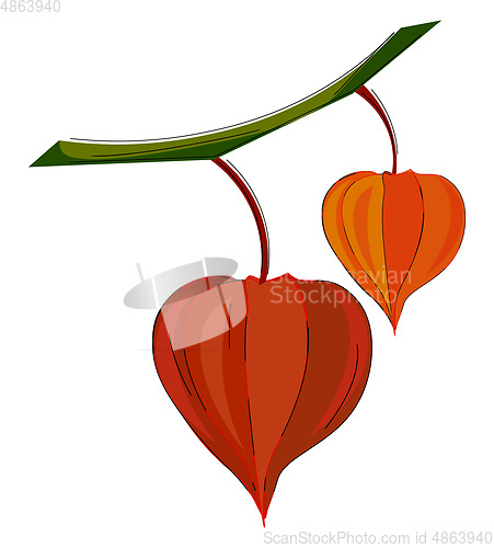 Image of Clipart of orange and red colored physalis fruits hanging on the