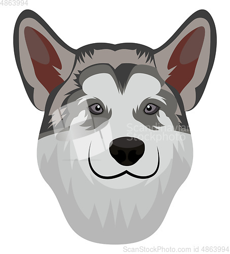 Image of Alaskan Malamute illustration vector on white background