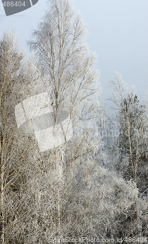Image of Winter landscape