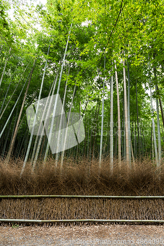 Image of Green Bamboo forest in Kyoto