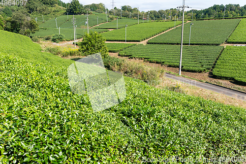 Image of Beautiful fresh green tea field