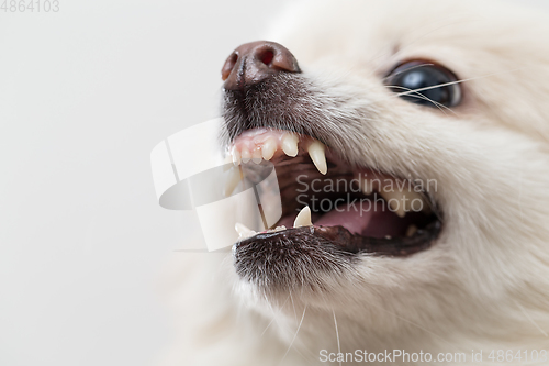 Image of Pomeranian getting angry close up