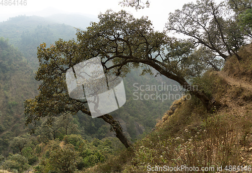 Image of Hiking in Nepal jungle forest