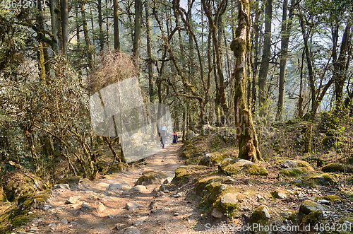 Image of Hiking in Nepal jungle forest