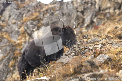 Image of Yak or nak pasture on grass hills in Himalayas