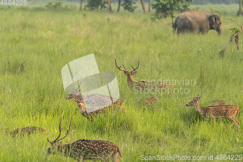 Image of Sika or spotted deers herd in the elephant grass