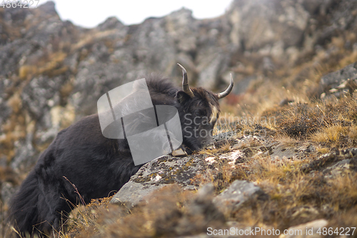 Image of Yak or nak pasture on grass hills in Himalayas