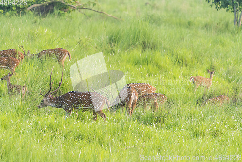 Image of Sika or spotted deers herd in the elephant grass