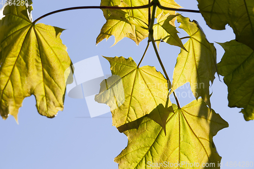 Image of green leaves