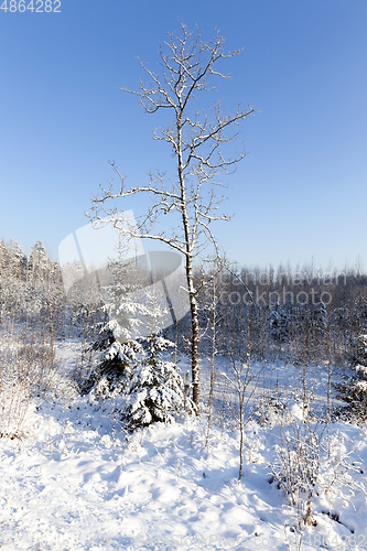 Image of Snow-covered tree