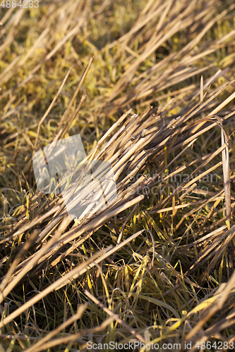 Image of Rows of stubble