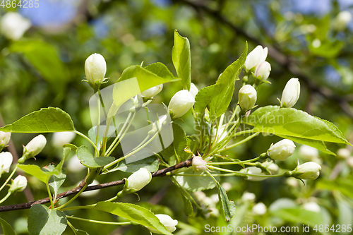 Image of apple tree buds