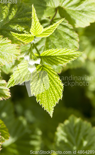 Image of closed raspberry buds