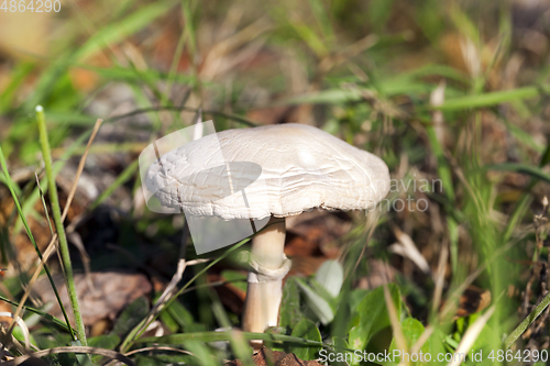 Image of Mushroom, close up