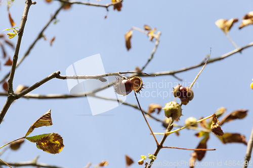 Image of chestnut on branch