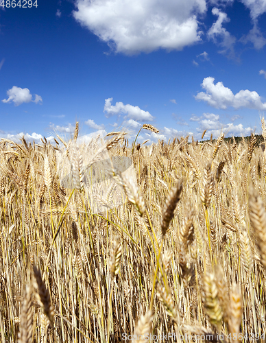 Image of Rich harvest