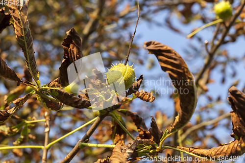 Image of autumn tree chestnuts