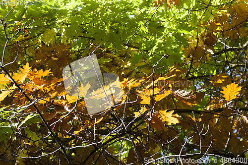 Image of oak tree