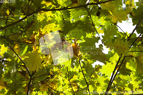 Image of yellowing leaves