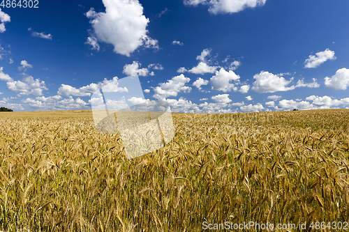 Image of Golden field