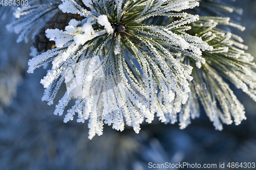 Image of hoarfrost pine