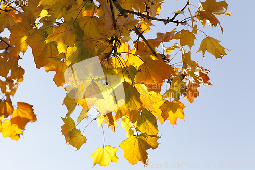 Image of maple leaves fall