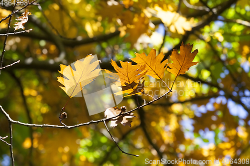 Image of orange autumn oak