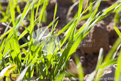 Image of new crop of cereals