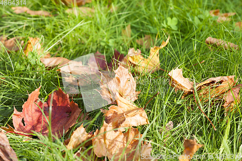Image of Fallen maple leaves
