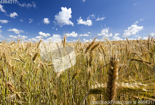 Image of golden rye