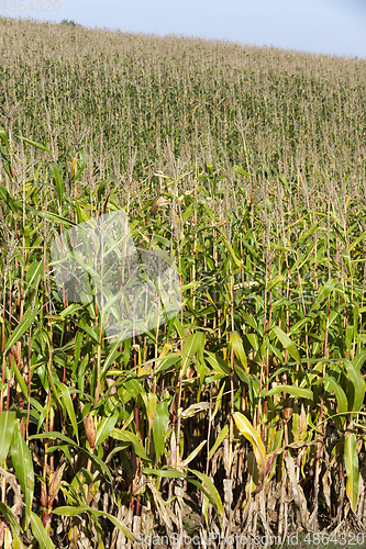 Image of autumn corn field