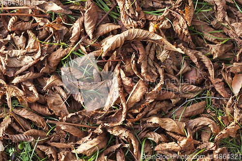 Image of dry foliage chestnut