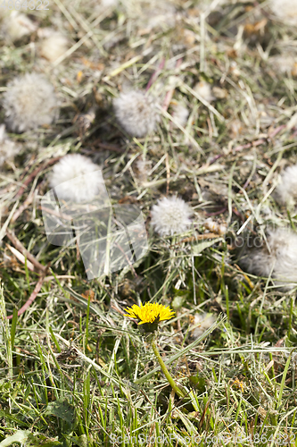 Image of dry dandelion