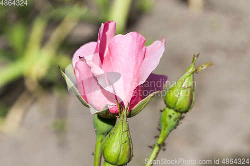 Image of pink rose