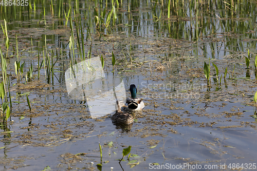 Image of floating ducks