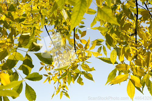 Image of autumn trees top