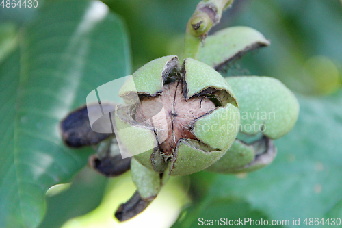 Image of Ripe walnut on branch with green leaves. Juglans regia fruit ripening on tree