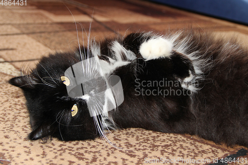 Image of Black cat laying on carpet in room. Lazy pet at home