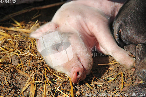 Image of Pink piglets bask in sun and sleep embracing