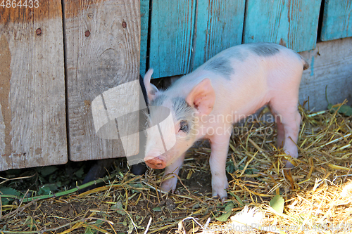 Image of Small piglet running jolly on farm yard