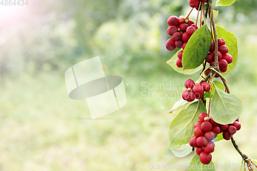 Image of Ripe fruits of red schizandra with green leaves hang in sunny rays in garden