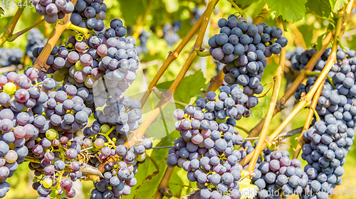 Image of blue grapes closeup