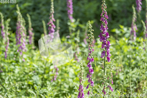 Image of common foxglove flowers