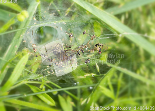Image of funnel-web spider