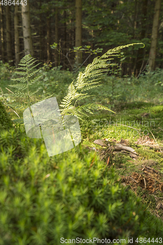 Image of sunny forest scenery