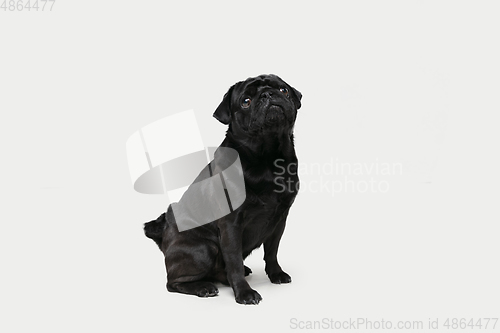 Image of Studio shot of pug dog companion isolated on white studio background