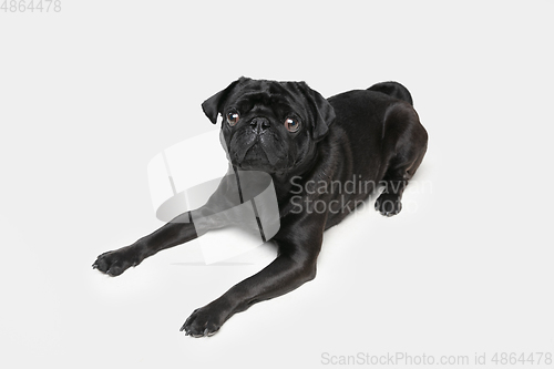 Image of Studio shot of pug dog companion isolated on white studio background