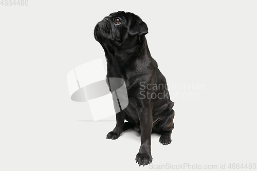 Image of Studio shot of pug dog companion isolated on white studio background